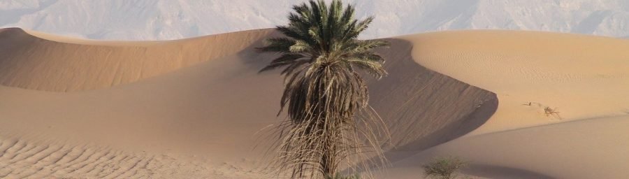 نباتات تعيش في الصحراء بالصور [ 2020 ] دُلني